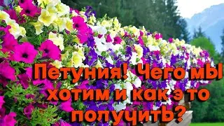 🌳Что мы хотим от петунии, когда имеем дело с ампельной петунией, ширина побегов которой достигает 80