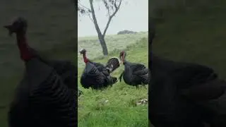 Some Hawaiian toms getting riled up! #nwtf #turkeytok