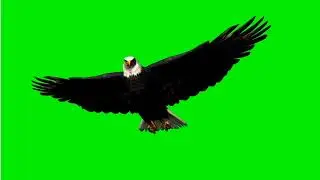 Eagle 🦅 flying green screen