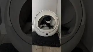 ПОЧЕМУ МОЙ КОТ ПОСТОЯННО ВЫВАЛИВАЕТСЯ ИЗ ЛОТКА? 