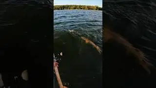 If only it was that easy 🥲 #musky #muskie #fishing #shorts