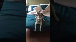 Taking a husky for a hike
