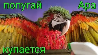 Попугай Ара купается!