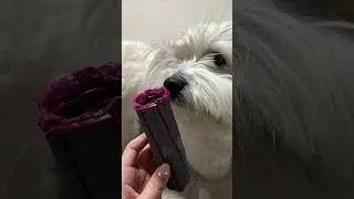 Making a Heartwarming Song for My Beloved Dog 🐶💖