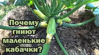 Гниют маленькие кабачки. Что делать?