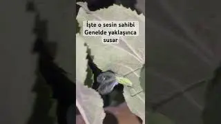 Ağustos böceği yazın sürekli sesini dinlediğimiz o böcek