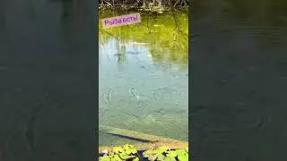 Видео для умиротворения 