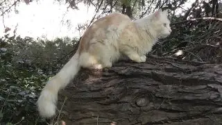Pink Persian Cat on Log