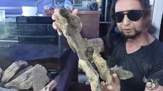 COMO HACER UN ACUARIO PLANTADO PASO A PASO PARTE 2. ¡ YA ESTAN LISTOS LOS AMBYSTOMAS DUMERILII 2023!