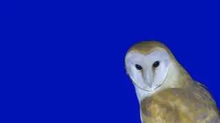 Owl Green Screen Animation