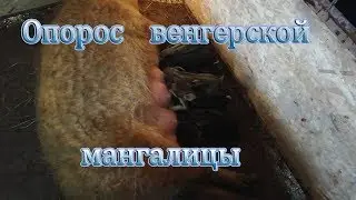 Опорос венгерской мангалицы.