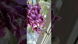 орхидея Lola