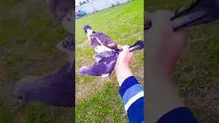 #молодёжь#pigeon 🇦🇲✌️