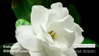 Дмитрий Дунаев - Я люблю тебя!  С 8 марта любимые наши! ❤️