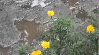 футаж  =лужа=