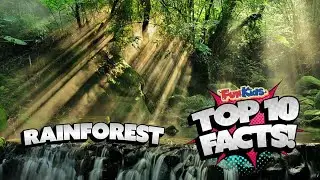 WHAT is the RAINFOREST?! (TOP 10 FACTS)