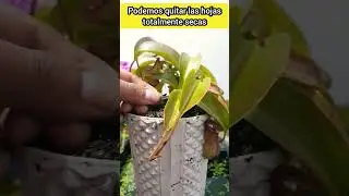 ¿Cómo podar Nepenthes? 