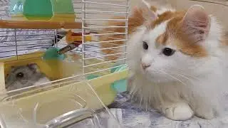 Cat Luchik and Hamster Bead met nose to nose!
