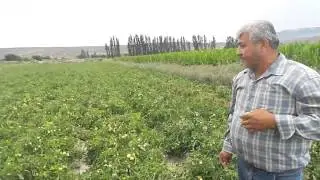 Salçalık Domates Bergama Alibeyli Şerif Durmuş   Domates Gübreleme