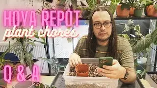 Hoya Repot | Q & A (chatty)
