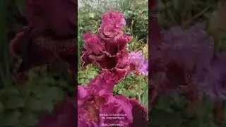 РУБИНОВАЯ СВАДЬБА   ИРИСЫ СТРИЖАКОВОЙ