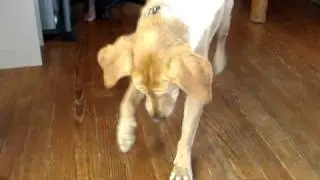 Brown Girl Chasing Reflection