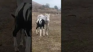Bagira and Shaman♥️🤍Багира и её жеребёнок Шаман💞 