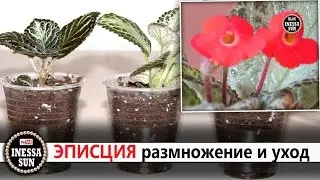 Episcia. Reproduction and care.