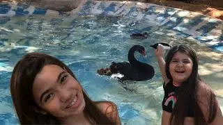 Passeando na Fazendinha teve desafio na piscina dos animais kkkk