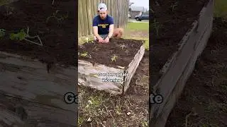 The summer garden is getting there! #gardening #shorts #vegetablegarden