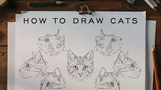 How To Draw Cats // Facial Geometry Study