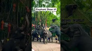 Elephant Show in Thailand #elephant #thailand #bangkok #funny #trending #pattaya