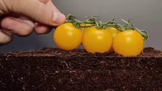 Growing Dragonfruit and Yellow Tomato - Time Lapse 