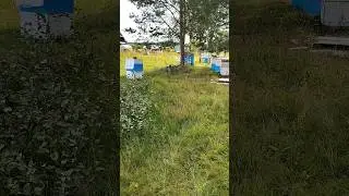 Инкубатор для восковой моли 