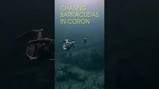 CHASING BARRACUDAS while free diving in Coron! 🤩#shorts #freediving #philippines