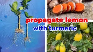 How to propagate lemon tree from cuttings With  Turmeric _100%Success
