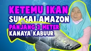 CERITA KANAYA I KETEMU IKAN SUNGAI AMAZON, KANAYA KABUURR