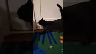 Arguing With My Cat Morticia #blackcatlife #blackcat #funnycat #blackcats #blackcatsmatter Aug 2024