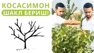 МЕВАЛИ ДАРАХТЛАРНИ КЕСИШ ҲЕЧ ҚАЧОН БУНЧАЛИК ОСОН БЎЛМАГАН!
