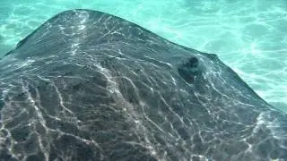 Stingrays @ Grand Cayman