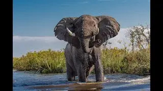 Scoring With EastWest Composer Cloud: Nature Documentary