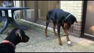 Russkaja Mechta Kumir Kolchak