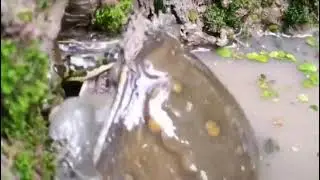 #FROGS #turtle Who is whose meat