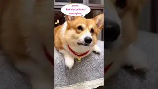 Lucu dan Konyol Anjing VS Nenek