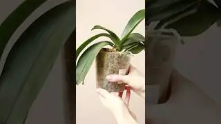 Посадка орхидеи в мох сфагнум