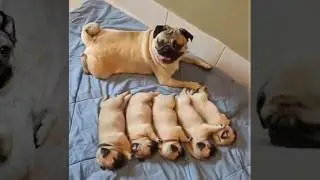 Pug puppies
