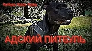 АДСКИЙ ПИТБУЛЬ!!!