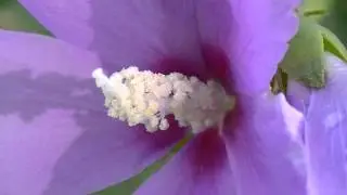 Purple Flower - Free Nature Footages