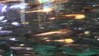 Tank Full of Anchovies - at Santa Cruz Aquarium -