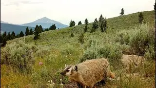 Badger Burrow Highlights